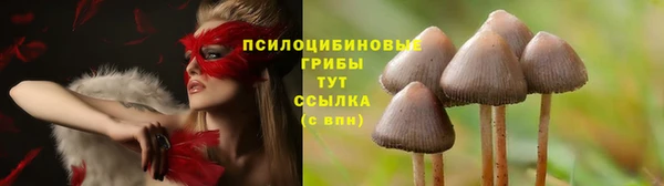 амф Аркадак